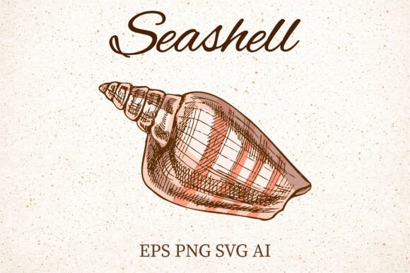 Vintage Pink Seashell Clipart for Graphics and Illustrations